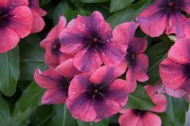 Vinca minor's flower provides a very distinct pop of color unique from other cover plants. Tips For Growing Vinca Vinca Annual Flower Garden Blooming Secrets