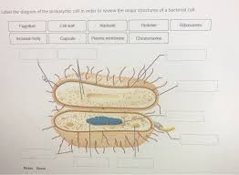 In the spaces provided, draw a prokaryotic cell and an eukaryotic cell. Label The Diagram Of The Prokaryotic Cell In Order To Chegg Com