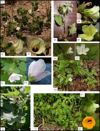 Image result for Pavonia burchellii