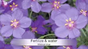 Image result for Anagallis oligantha