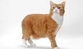 Manx Cats | Manx Cat Breed Info & Pictures | PetMD