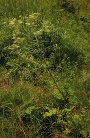 Image result for Afroligusticum claessensii