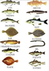 Pin By Robert Gilbert On Fishing Types Of Fish Fishing Uk Sea Fish