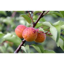 Order direct from america's original specialist at this web site. 9 Best Indoor Fruit Trees Citrus Lemons Olives And More Kitchn