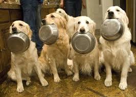 Image result for picture golden retriever eating