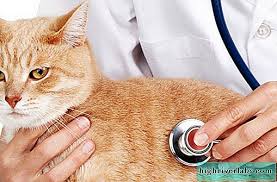 Cara merawat kucing selsema dan sakit mata. Kucing Sejuk Gejala Dan Rawatan Haiwan Peliharaan