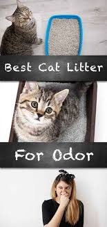 Best Cat Litter For Odor Control Reviews And Great Tips Best Cat Litter Cat Litter Smell Cool Cats