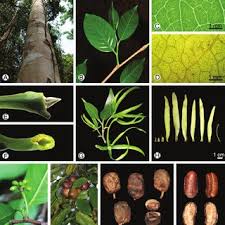 Image result for Dielsiothamnus divaricatus