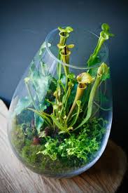 Homage To The Curious Lila B Design Plante Carnivore Terrarium De Plantes Grasses Plante