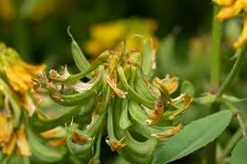 Image result for Trigonella anguina