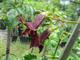 Image result for Markhamia zanzibarica