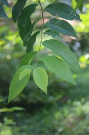 Image result for Margaritaria