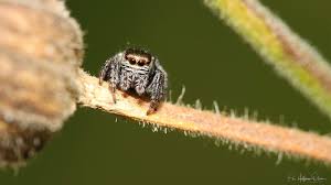 Image result for Scleria arcuata