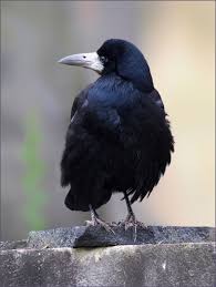 Ähnelt der rabenkrähe, hat aber einen schlankeren schnabel mit kahler weißlicher haut an der basis. Saatkrahe Forum Fur Naturfotografen