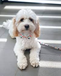 Woof Woof