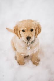 Wedding Photographer