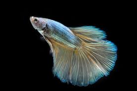 Fish · 8 years ago. Instructions To Take Care Of Your Vulnerably Delicate Betta Fish Pet Ponder