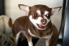 What Is Your Dog Saying Dog Sounds Meanings Explained