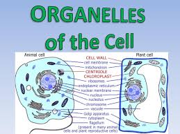 Animal cell controls cell reproduction. Ppt Organelles Of The Cell Powerpoint Presentation Free Download Id 2324196