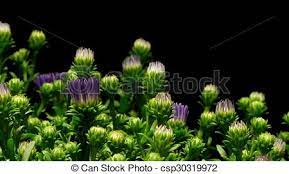 Purple Aster Flower Time Lapse Time Aster Flower Bloom Blossom Flowers