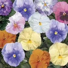 Pansy Delta Mix Watercolors Pansies Watercolor Mixing Flower Farm