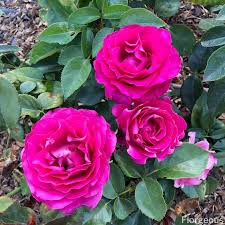 For centuries these old garden roses have helped build gardens and yards with an allure. The A Z List Of Rose Names And Classifications With Pictures Florgeous