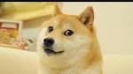 List of dog breeds - Wikipedia