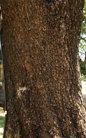 Image result for Berchemia zeyheri