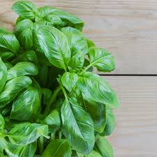If you are growing a large crop of basil plants outdoors and wish to harvest the entire plants, cut them about 3 inches (7.6 cm) above the ground. How To Prune Basil For The Best Flavor Roots Boots