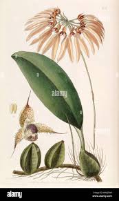 Image result for Bulbophyllum longiflorum