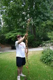 Maybe you would like to learn more about one of these? Smilax Identification Walter Reeves The Georgia Gardener