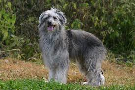 It is well balanced and slightly longer than tall. Pyrenean Shepherd Dog Breed Information