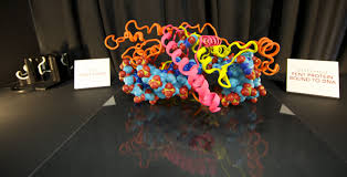 3d Protein Modeling Google Search Protein Ap Biology Model
