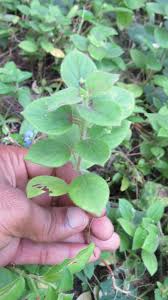 Image result for Psilotrichum