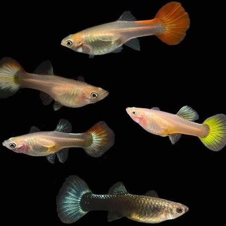 GUPPYS HEMBRA VARIADOS
