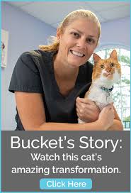 Harmony vet care near me. Apex Nc Veterinarians Animal Hospital Harmony Animal Hospital