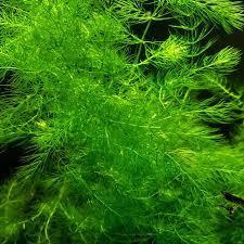 Image result for Ceratophyllum muricatum