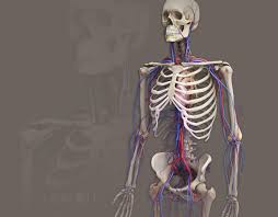 3d bones and organs (anatomy) a true and totally 3d free app for learning human anatomy with position quiz, built on an advanced interactive 3d touch interface. Zygote 3d Male Skeleton Model Human Skeleton 3d Model