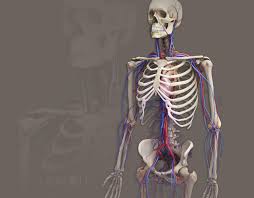 Human organs and bones provide the study of human parts ,bones , endocrine,nerves ,various systems ,body functions, skeletal system. Zygote 3d Male Skeleton Model Human Skeleton 3d Model