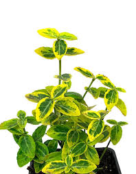 Image result for Euonymus fortunei