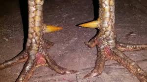 Ayam bangkok memang sudah terkenal dengan keunggulannya. Gambar Kaki Ayam Buntel Mayit Ayam Info