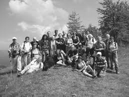 Image result for Swertia pleurogynoides