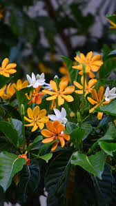 Image result for Erythrococca zambesiaca