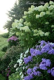 Someone Come Plant This Please Hydrangea Phlox Daisy Aiken House Gardens Modern Design In 2020 Hortensien Garten Garten Pflanzen Garten