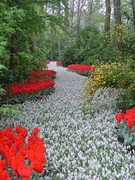 Check spelling or type a new query. A Path Of White Flowers In The Keukenhos Garden Netherlands 1001 Gardens