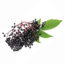 Maybe you would like to learn more about one of these? American Black Elderberry Nutrition Facts American Black Elderberry Health Benefits