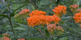 Check spelling or type a new query. Butterfly Milkweed Flowering Time Description Seasonal Development And General Distribution In West Virginia