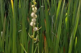 Image result for Typhaceae