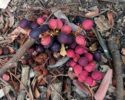 Image result for Lannea edulis