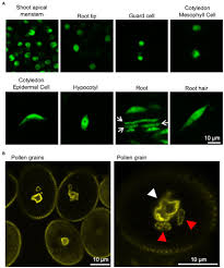 Maybe you would like to learn more about one of these? Frontiers Regulation And Physiological Significance Of The Nuclear Shape In Plants Plant Science